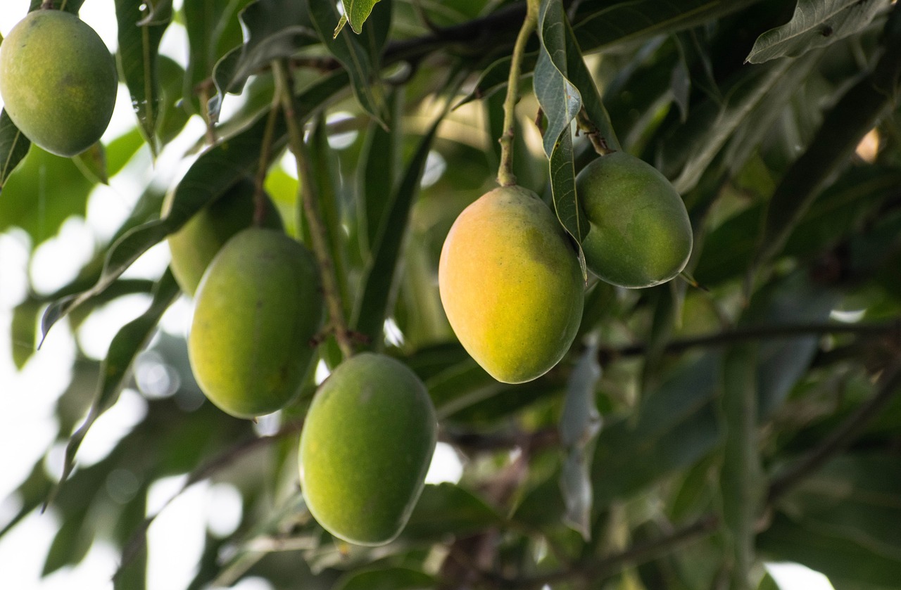Farm Fresh Mangoes Farm Fresh Mangoes